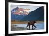 Brown Bear, Katmai National Park, Alaska-Paul Souders-Framed Photographic Print