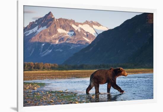 Brown Bear, Katmai National Park, Alaska-Paul Souders-Framed Photographic Print