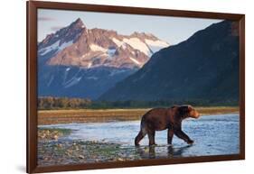 Brown Bear, Katmai National Park, Alaska-Paul Souders-Framed Photographic Print