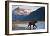 Brown Bear, Katmai National Park, Alaska-Paul Souders-Framed Photographic Print