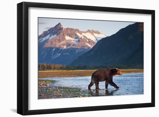 Brown Bear, Katmai National Park, Alaska-Paul Souders-Framed Photographic Print