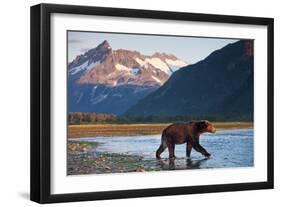 Brown Bear, Katmai National Park, Alaska-Paul Souders-Framed Photographic Print