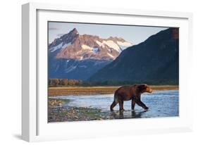 Brown Bear, Katmai National Park, Alaska-Paul Souders-Framed Photographic Print