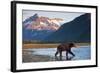 Brown Bear, Katmai National Park, Alaska-Paul Souders-Framed Photographic Print