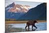 Brown Bear, Katmai National Park, Alaska-Paul Souders-Mounted Photographic Print