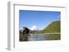 Brown Bear, Katmai National Park, Alaska-Paul Souders-Framed Photographic Print