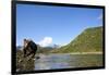 Brown Bear, Katmai National Park, Alaska-Paul Souders-Framed Photographic Print