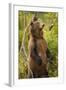 Brown Bear, Katmai National Park, Alaska-Paul Souders-Framed Photographic Print