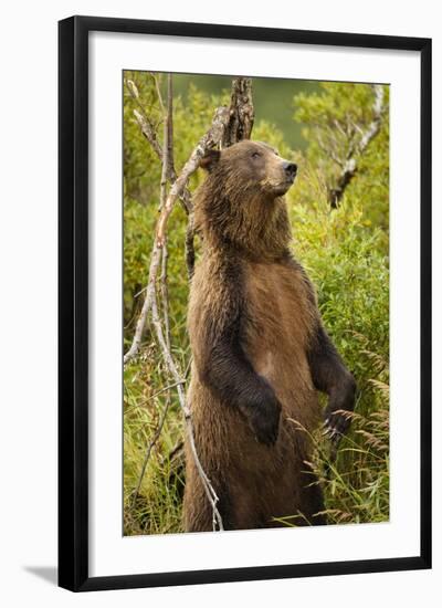 Brown Bear, Katmai National Park, Alaska-Paul Souders-Framed Photographic Print