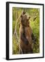 Brown Bear, Katmai National Park, Alaska-Paul Souders-Framed Photographic Print