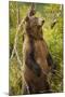 Brown Bear, Katmai National Park, Alaska-Paul Souders-Mounted Photographic Print