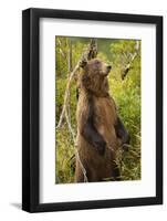 Brown Bear, Katmai National Park, Alaska-Paul Souders-Framed Photographic Print