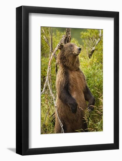 Brown Bear, Katmai National Park, Alaska-Paul Souders-Framed Photographic Print