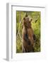 Brown Bear, Katmai National Park, Alaska-Paul Souders-Framed Photographic Print