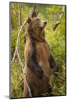 Brown Bear, Katmai National Park, Alaska-Paul Souders-Mounted Photographic Print