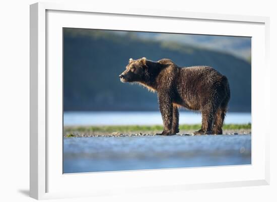 Brown Bear, Katmai National Park, Alaska-Paul Souders-Framed Photographic Print