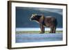 Brown Bear, Katmai National Park, Alaska-Paul Souders-Framed Photographic Print