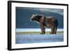 Brown Bear, Katmai National Park, Alaska-Paul Souders-Framed Photographic Print