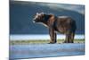 Brown Bear, Katmai National Park, Alaska-Paul Souders-Mounted Photographic Print