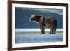 Brown Bear, Katmai National Park, Alaska-Paul Souders-Framed Photographic Print