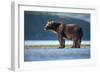 Brown Bear, Katmai National Park, Alaska-Paul Souders-Framed Photographic Print