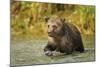 Brown Bear, Katmai National Park, Alaska-Paul Souders-Mounted Photographic Print