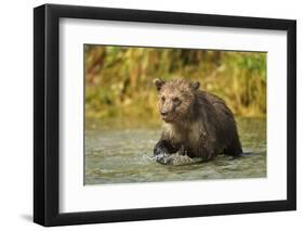 Brown Bear, Katmai National Park, Alaska-Paul Souders-Framed Photographic Print