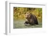 Brown Bear, Katmai National Park, Alaska-Paul Souders-Framed Photographic Print