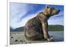 Brown Bear, Katmai National Park, Alaska-Paul Souders-Framed Photographic Print