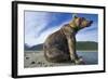 Brown Bear, Katmai National Park, Alaska-Paul Souders-Framed Photographic Print