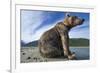 Brown Bear, Katmai National Park, Alaska-Paul Souders-Framed Photographic Print