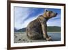 Brown Bear, Katmai National Park, Alaska-Paul Souders-Framed Photographic Print