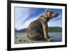 Brown Bear, Katmai National Park, Alaska-Paul Souders-Framed Photographic Print