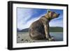 Brown Bear, Katmai National Park, Alaska-Paul Souders-Framed Photographic Print