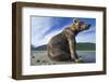 Brown Bear, Katmai National Park, Alaska-Paul Souders-Framed Photographic Print