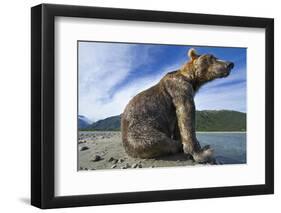 Brown Bear, Katmai National Park, Alaska-Paul Souders-Framed Photographic Print