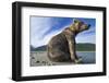 Brown Bear, Katmai National Park, Alaska-Paul Souders-Framed Photographic Print