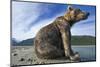 Brown Bear, Katmai National Park, Alaska-Paul Souders-Mounted Photographic Print