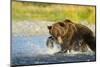 Brown Bear, Katmai National Park, Alaska-Paul Souders-Mounted Photographic Print