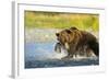 Brown Bear, Katmai National Park, Alaska-Paul Souders-Framed Photographic Print