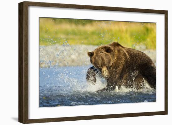 Brown Bear, Katmai National Park, Alaska-Paul Souders-Framed Photographic Print