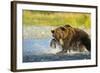 Brown Bear, Katmai National Park, Alaska-Paul Souders-Framed Photographic Print