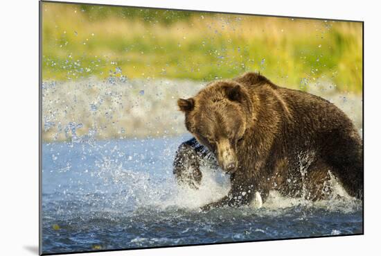 Brown Bear, Katmai National Park, Alaska-Paul Souders-Mounted Photographic Print