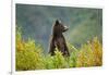 Brown Bear, Katmai National Park, Alaska-null-Framed Photographic Print