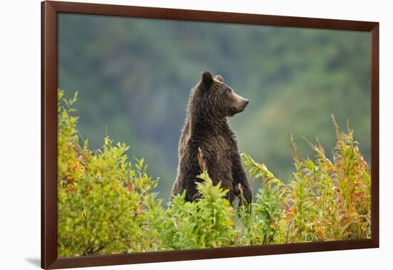 Brown Bear, Katmai National Park, Alaska-null-Framed Photographic Print