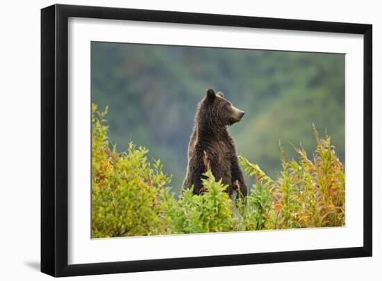 Brown Bear, Katmai National Park, Alaska-null-Framed Photographic Print