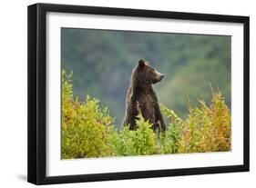 Brown Bear, Katmai National Park, Alaska-null-Framed Photographic Print