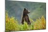 Brown Bear, Katmai National Park, Alaska-null-Mounted Photographic Print