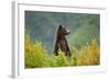 Brown Bear, Katmai National Park, Alaska-null-Framed Photographic Print