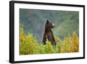 Brown Bear, Katmai National Park, Alaska-null-Framed Photographic Print